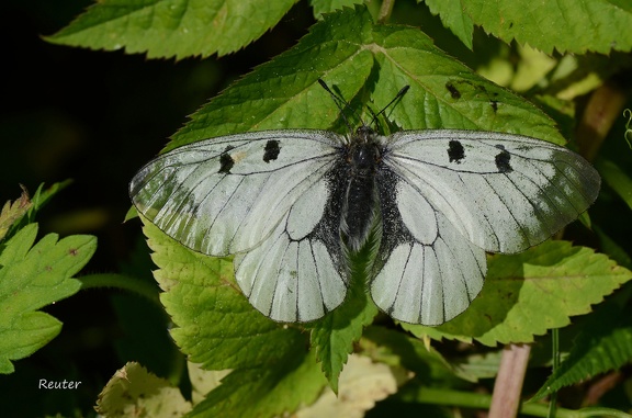 Schwarzer Apollo (Parnassius mnemosyne)